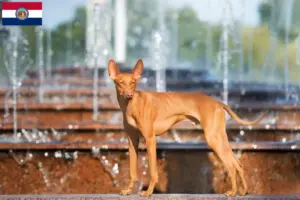 Read more about the article Cirneco dell’ Etna breeders and puppies in Missouri