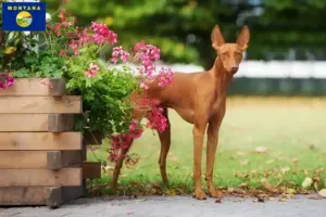 Read more about the article Cirneco dell’ Etna breeders and puppies in Montana