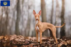 Read more about the article Cirneco dell’ Etna breeders and puppies in Nebraska
