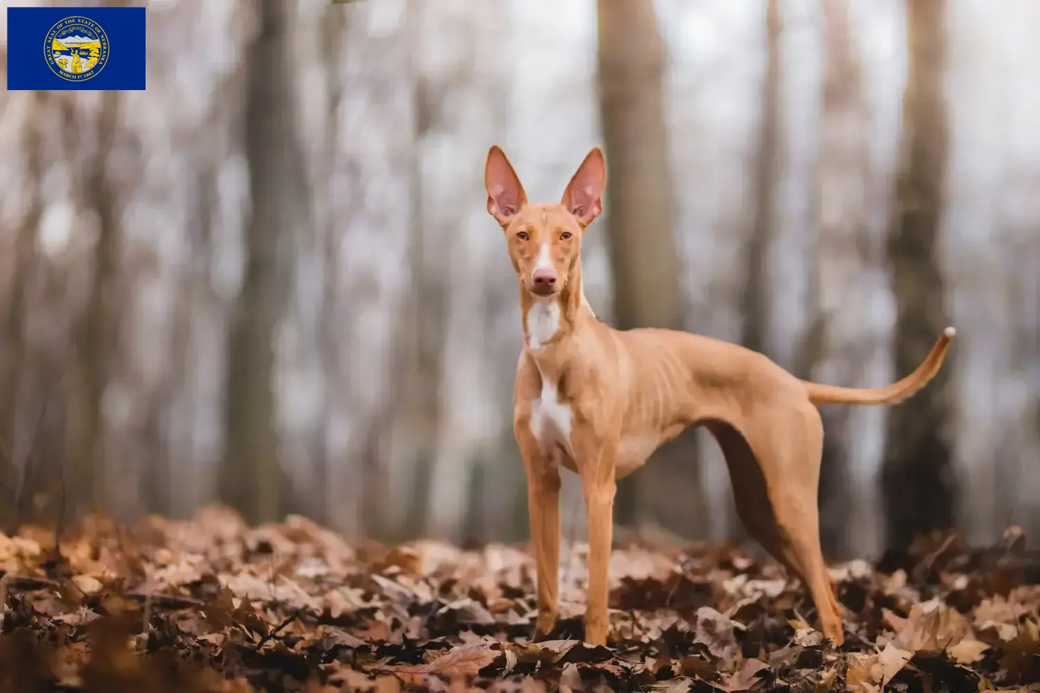 Cirneco dell' Etna puppies and breeders Nebraska Here you can find Cirneco dell' Etnas breeders in Nebraska.