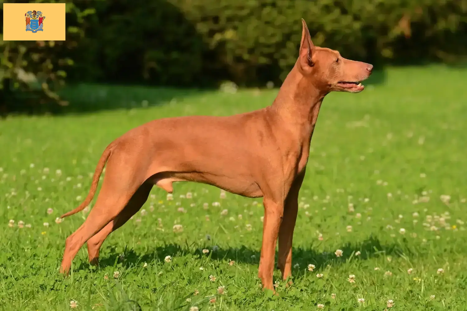 Cirneco dell' Etna puppies and breeders New Jersey Here you can find Cirneco dell' Etnas breeders in New Jersey.