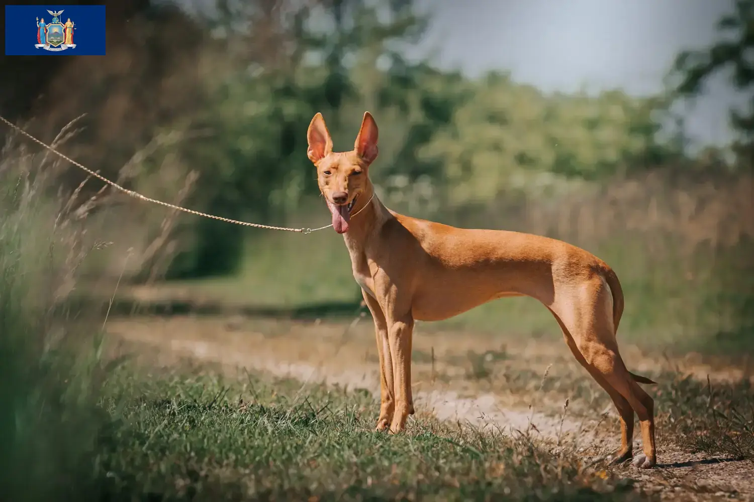Cirneco dell' Etna puppies and breeders New York Here you can find Cirneco dell' Etnas breeders in New York.