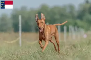 Read more about the article Cirneco dell’ Etna breeders and puppies in North Carolina