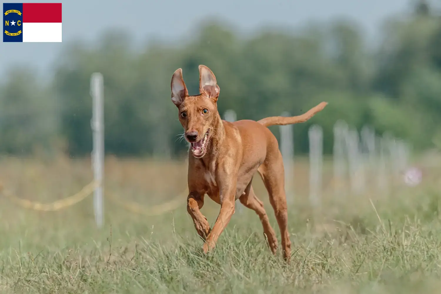 Cirneco dell' Etna puppies and breeders North Carolina Here you can find Cirneco dell' Etnas breeders in North Carolina.
