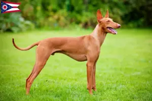 Read more about the article Cirneco dell’ Etna breeders and puppies in Ohio