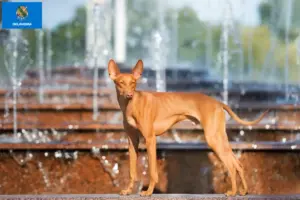 Read more about the article Cirneco dell’ Etna breeders and puppies in Oklahoma
