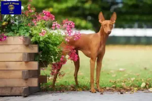 Read more about the article Cirneco dell’ Etna breeders and puppies in Oregon