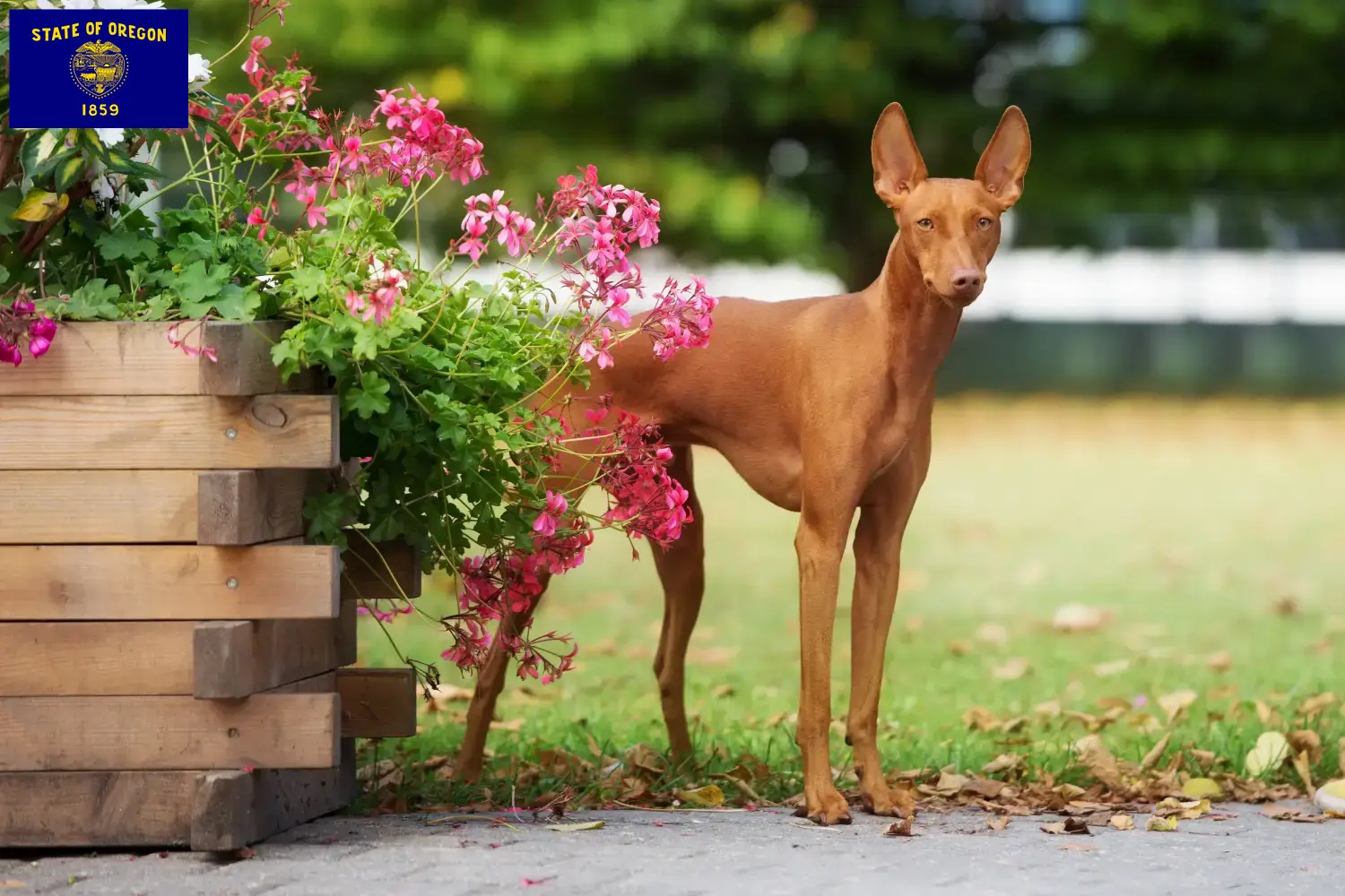 Cirneco dell' Etna puppies and breeders Oregon Here you can find Cirneco dell' Etnas breeders in Oregon.