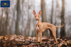 Read more about the article Cirneco dell’ Etna breeders and puppies in Pennsylvania