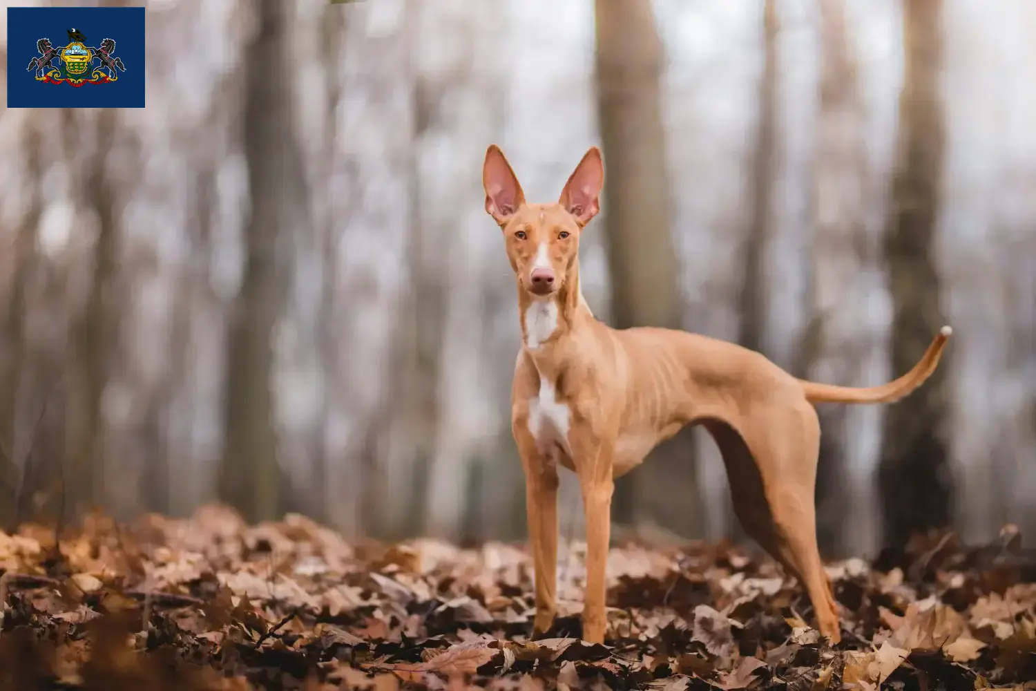 Cirneco dell' Etna puppies and breeders Pennsylvania Here you can find Cirneco dell' Etnas breeders in Pennsylvania.