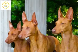 Read more about the article Cirneco dell’ Etna breeders and puppies in Rhode Island
