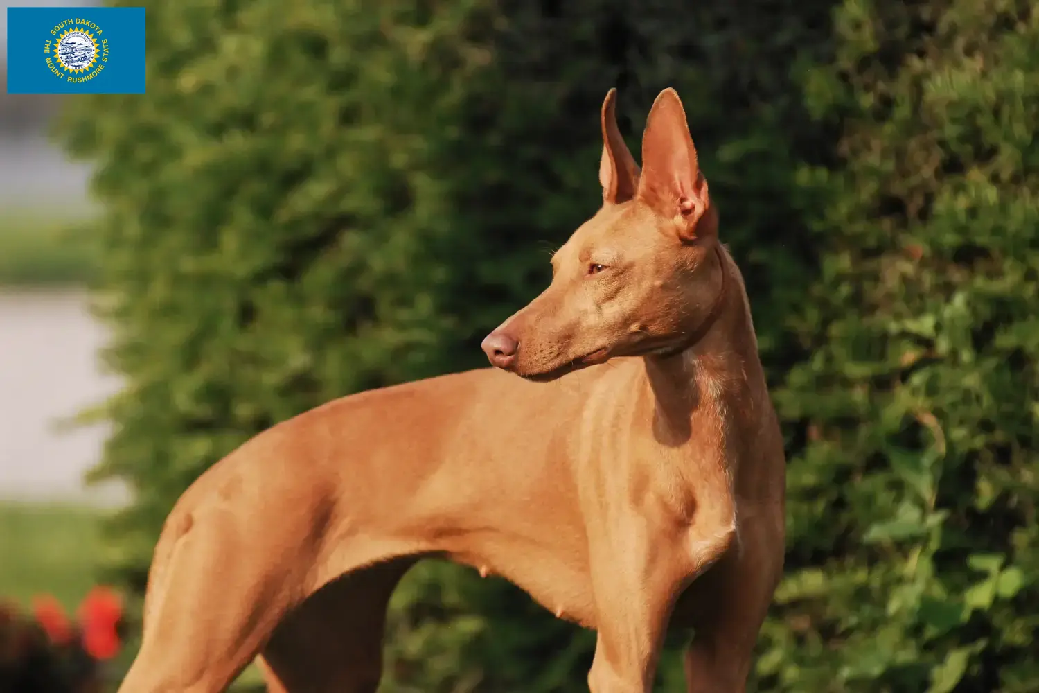 Cirneco dell' Etna puppies and breeders South Dakota Here you can find Cirneco dell' Etnas breeders in South Dakota.
