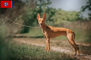 Read more about the article Cirneco dell’ Etna breeders and puppies in Tennessee