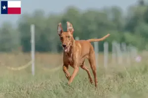Read more about the article Cirneco dell’ Etna breeders and puppies in Texas