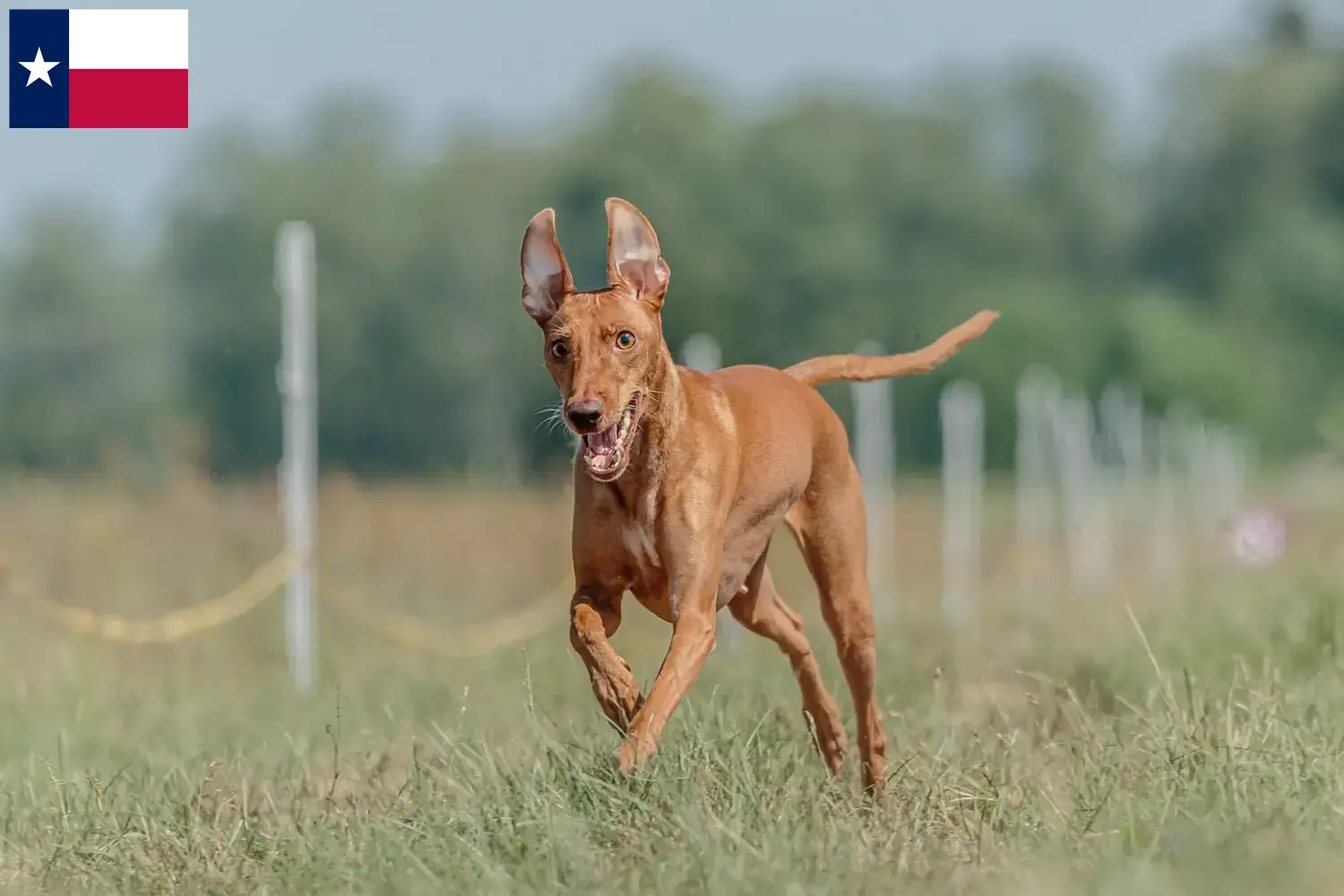 Cirneco dell' Etna puppies and breeders Texas Here you can find Cirneco dell' Etnas breeders in Texas.