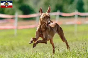 Read more about the article Cirneco dell’ Etna breeders and puppies in Utah