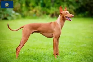 Read more about the article Cirneco dell’ Etna breeders and puppies in Vermont