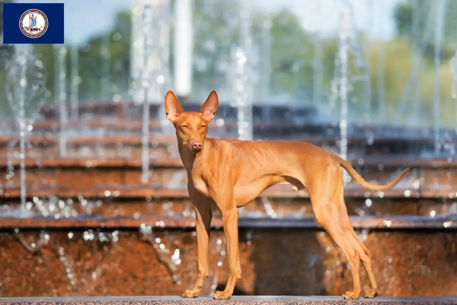 Cirneco dell' Etna puppies and breeder Virginia Here you can find Cirneco dell' Etnas breeders in Virginia.