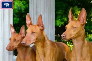 Read more about the article Cirneco dell’ Etna breeders and puppies in Wyoming