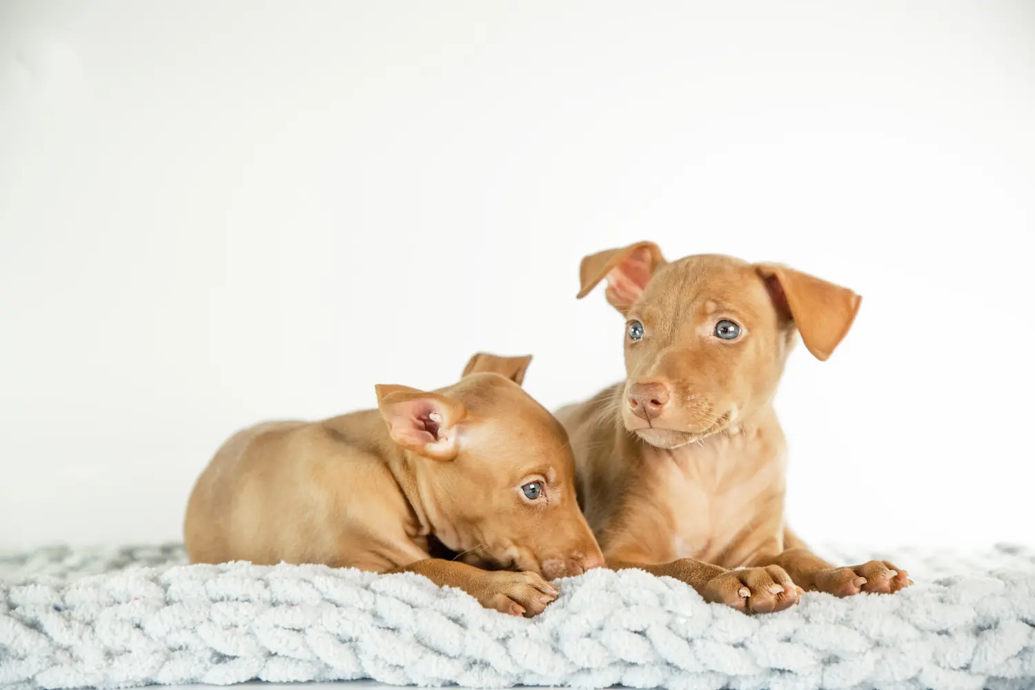Buying a Cirneco dell'Etna puppy means taking responsibility! Buy Cirneco dell' Etna puppies.