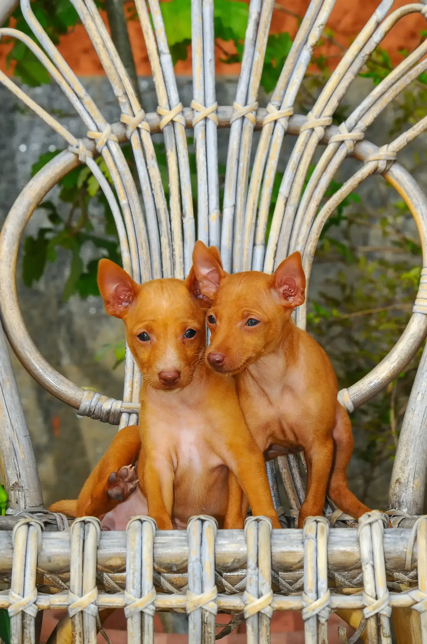Buying a Cirneco dell'Etna puppy means taking responsibility! Buy Cirneco dell' Etna puppies.