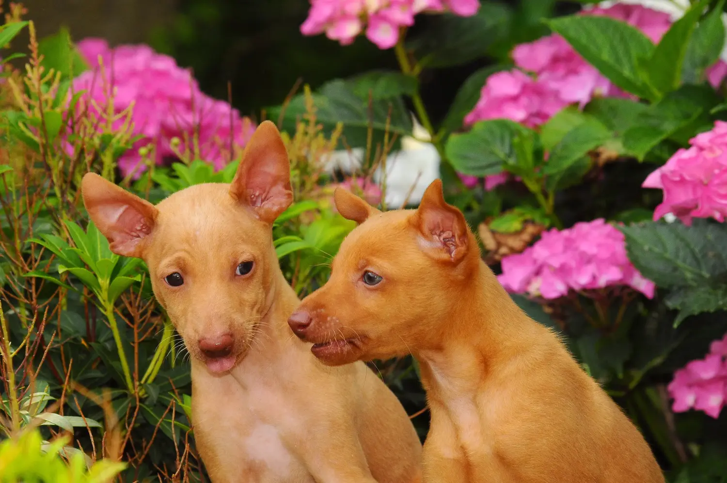 Buying a Cirneco dell'Etna puppy means taking responsibility! Buy Cirneco dell' Etna puppies.