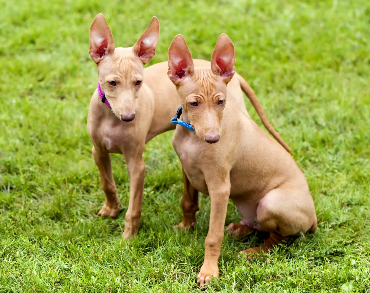 Buying a Cirneco dell'Etna puppy means taking responsibility! Buy Cirneco dell' Etna puppies.