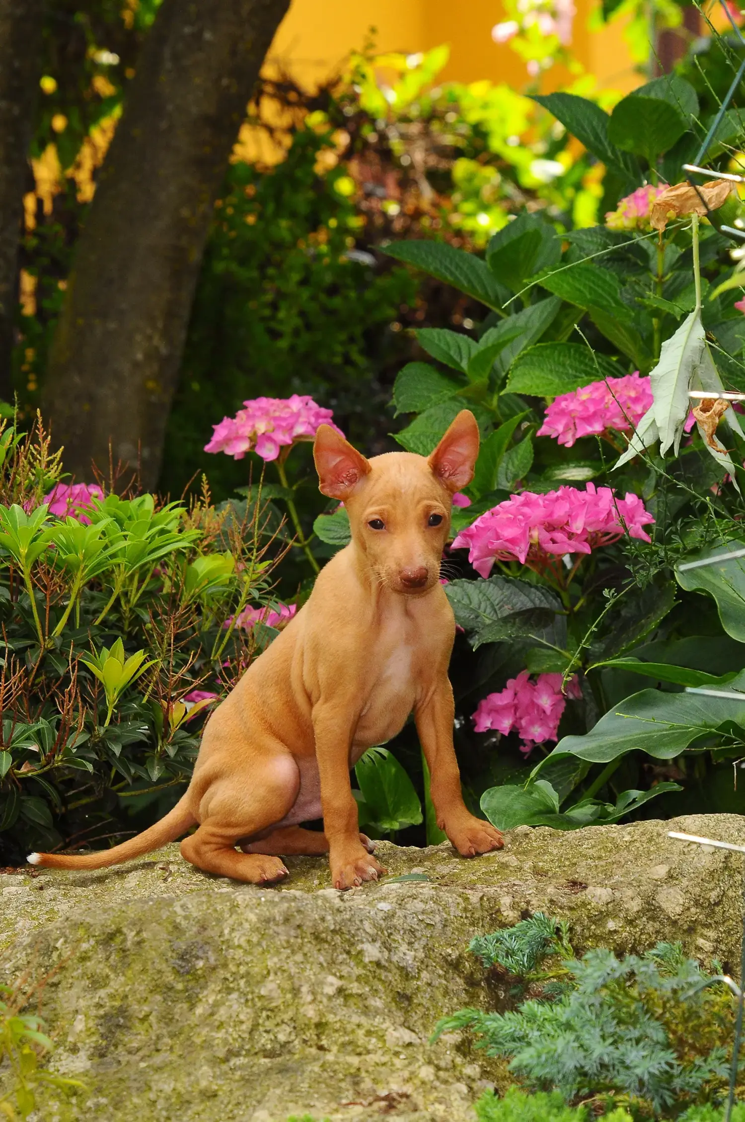 Buying a Cirneco dell'Etna puppy means taking responsibility! Buy Cirneco dell' Etna puppies.