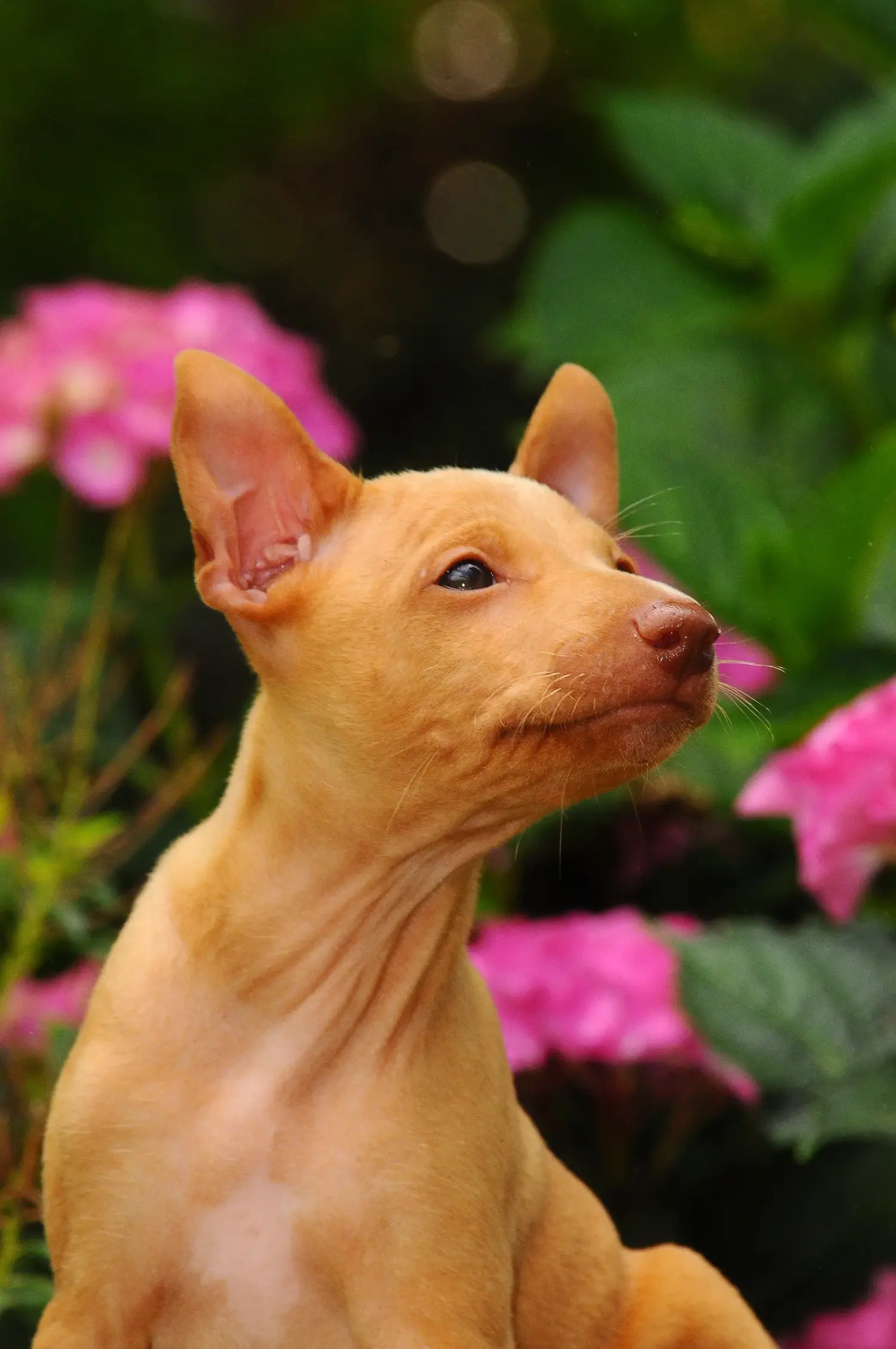 Buying a Cirneco dell'Etna puppy means taking responsibility! Buy Cirneco dell' Etna puppies.