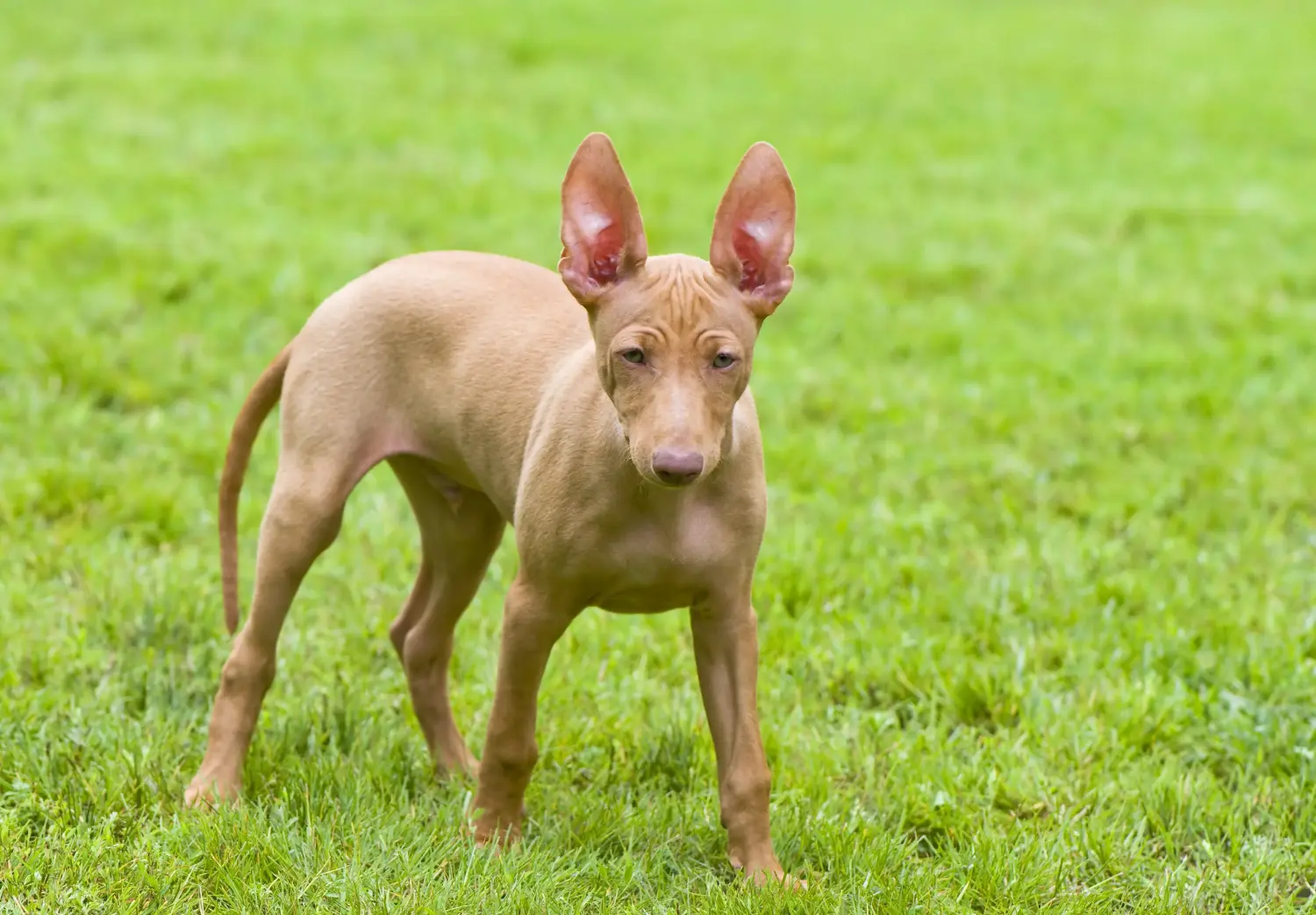 Buying a Cirneco dell'Etna puppy means taking responsibility! Buy Cirneco dell' Etna puppies.
