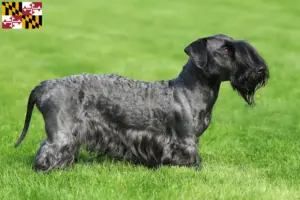 Read more about the article Czech Terrier Breeder and Puppies in Maryland