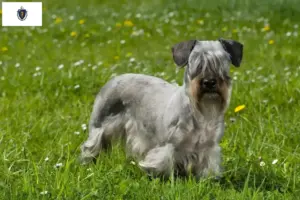 Read more about the article Czech Terrier Breeder and Puppies in Massachusetts
