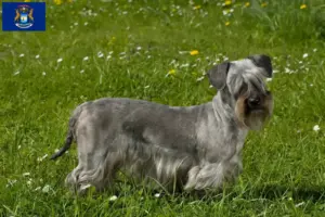 Read more about the article Czech Terrier Breeder and Puppies in Michigan