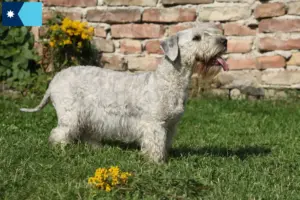 Read more about the article Czech Terrier Breeder and Puppies in Minnesota