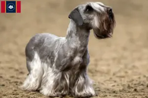 Read more about the article Czech Terrier Breeder and Puppies in Mississippi
