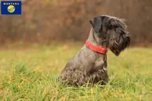 Read more about the article Czech Terrier Breeder and Puppies in Montana