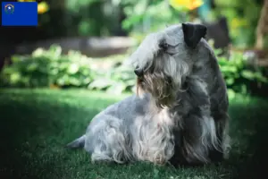Read more about the article Czech Terrier Breeder and Puppies in Nevada