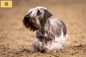 Read more about the article Czech Terrier Breeder and Puppies in New Jersey
