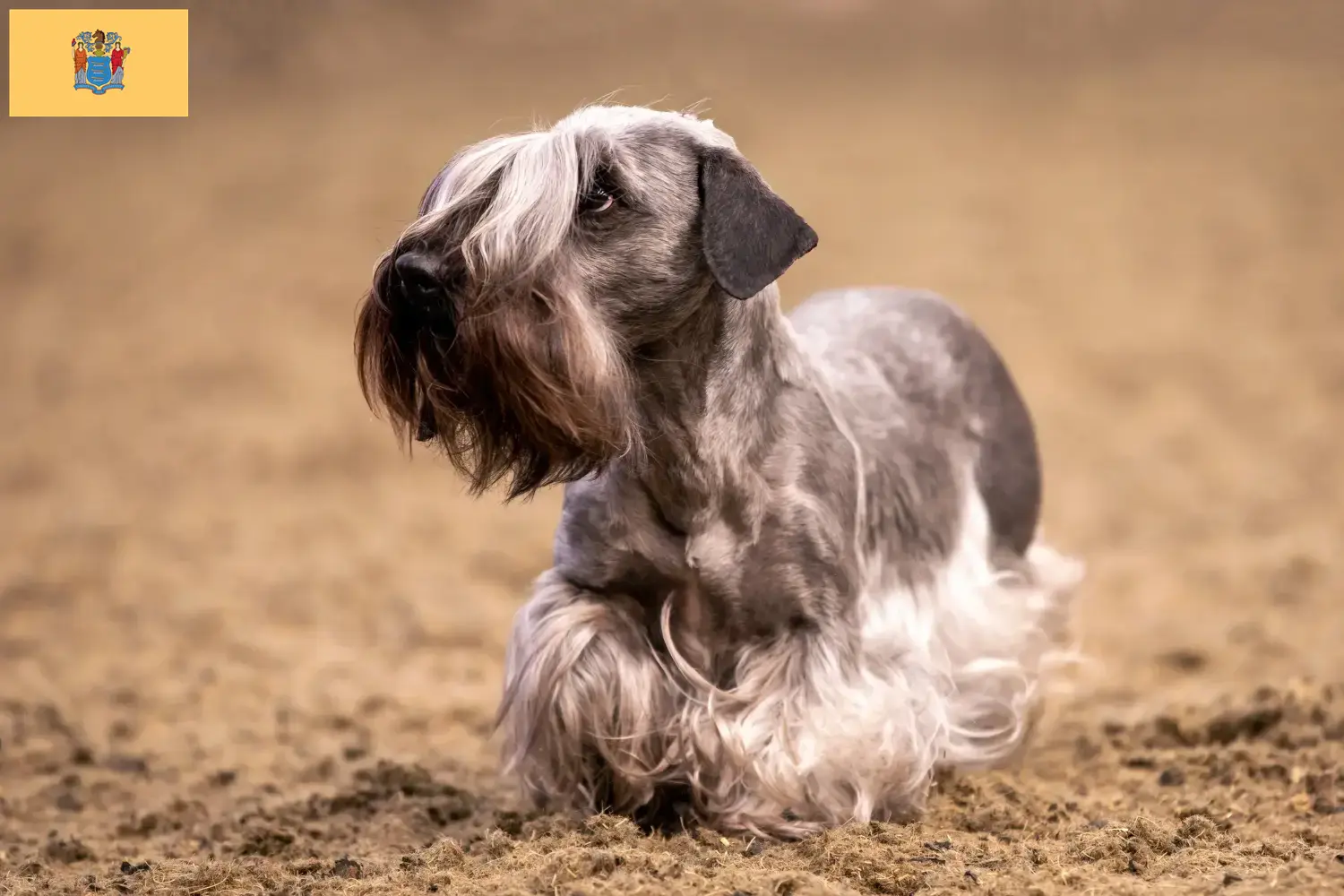 Czech Terrier Puppies and Breeder New Jersey Find Czech Terrier breeders in New Jersey here.