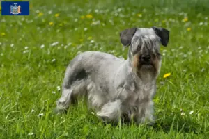 Read more about the article Czech Terrier Breeder and Puppies in New York