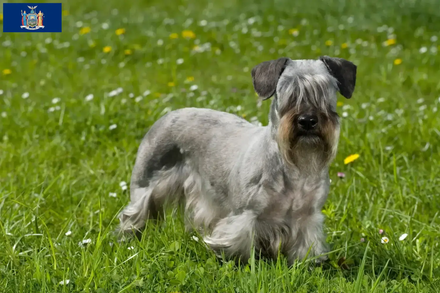 Czech Terrier Puppies and Breeder New York Find Czech Terrier breeders in New York here.