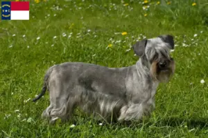 Read more about the article Czech Terrier Breeder and Puppies in North Carolina
