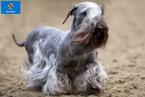 Read more about the article Czech Terrier Breeder and Puppies in Oklahoma