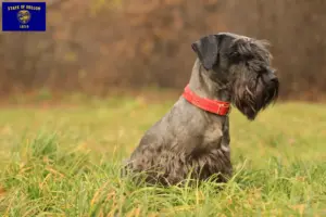 Read more about the article Czech Terrier Breeder and Puppies in Oregon