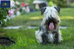 Read more about the article Czech Terrier Breeder and Puppies in Pennsylvania