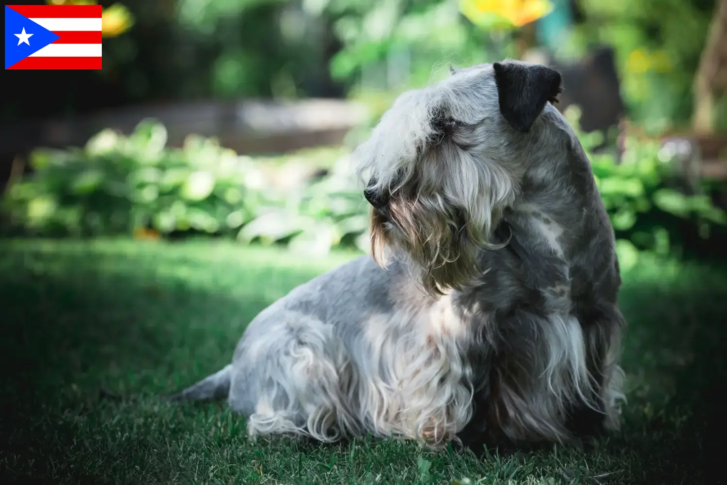 Czech Terrier puppies and breeder Puerto Rico Find Czech Terrier breeders in Puerto Rico here.
