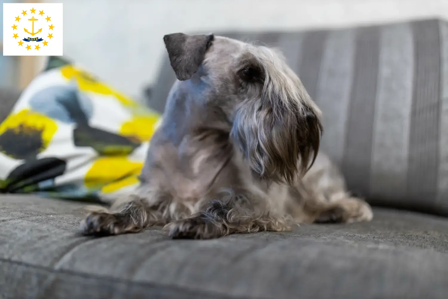 Read more about the article Czech Terrier Breeder and Puppies in Rhode Island