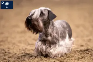 Read more about the article Czech Terrier Breeder and Puppies in South Carolina
