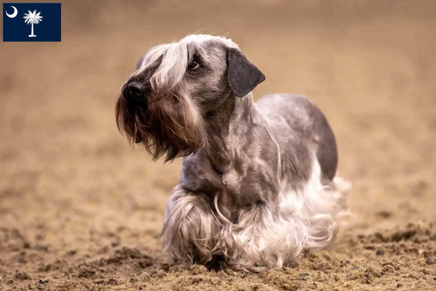 Czech Terrier puppies and breeders South Carolina Find Czech Terrier breeders in South Carolina.
