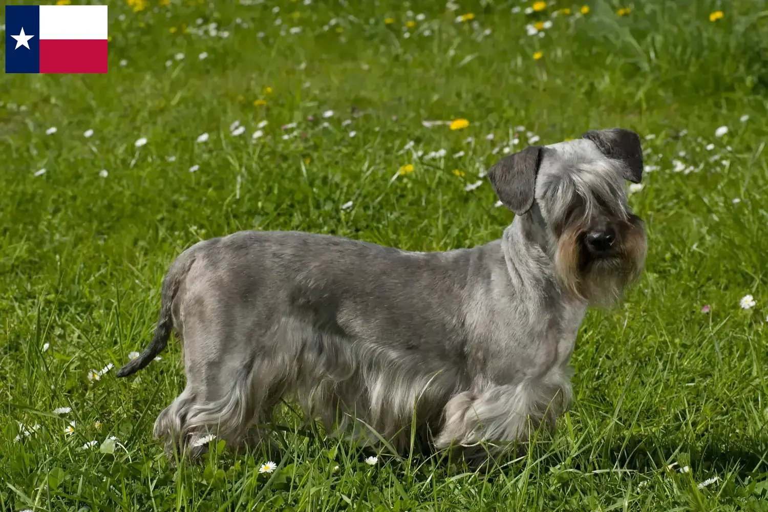Czech Terrier Puppies and Breeder Texas Find Czech Terrier breeders in Texas here.